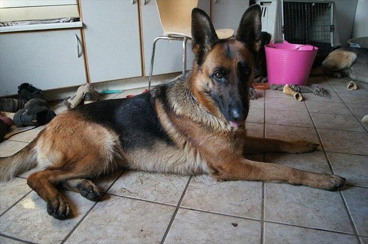 Schæferhund Alderslyst Ranja  billede 19