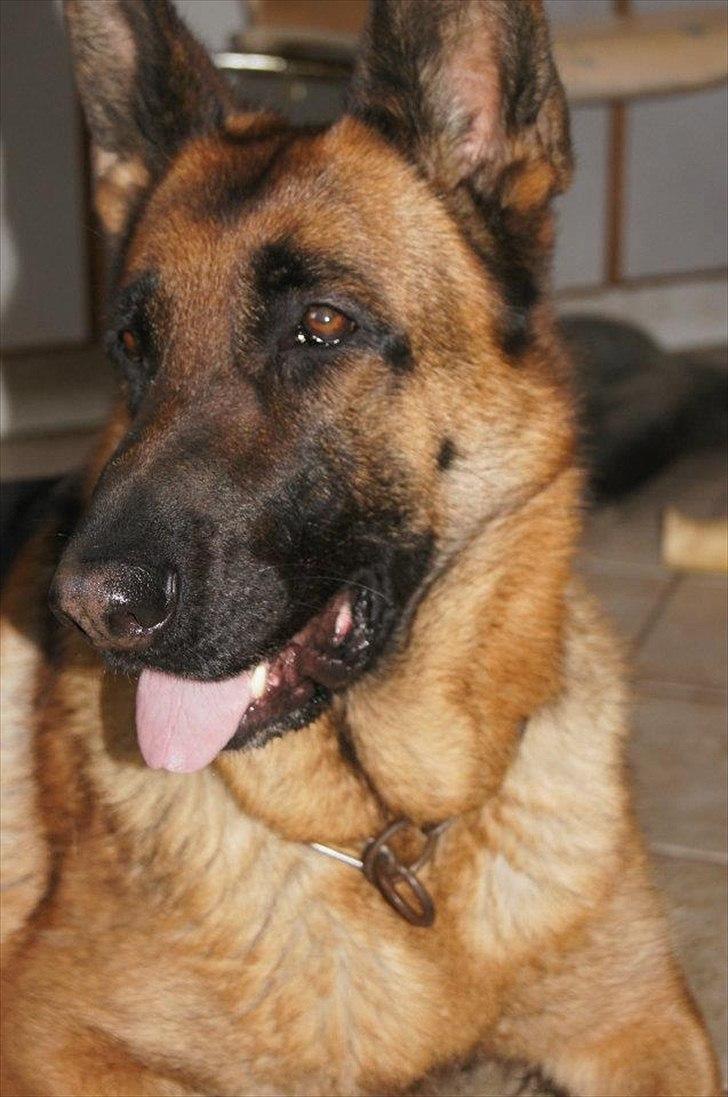 Schæferhund Alderslyst Ranja  billede 2