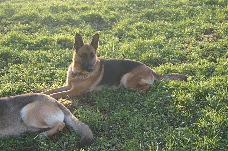 Schæferhund Alderslyst Ranja  billede 20