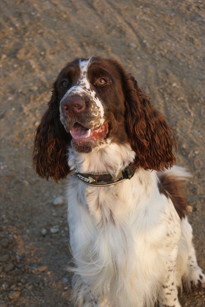 Engelsk springer spaniel Mocca billede 11