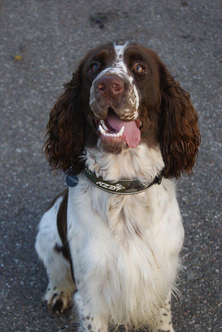 Engelsk springer spaniel Mocca billede 12