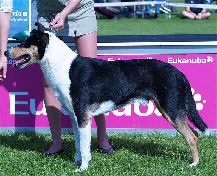 Collie korthåret King billede 1