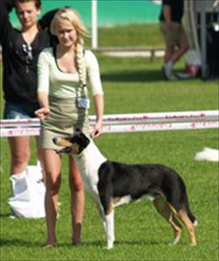 Collie korthåret King billede 2