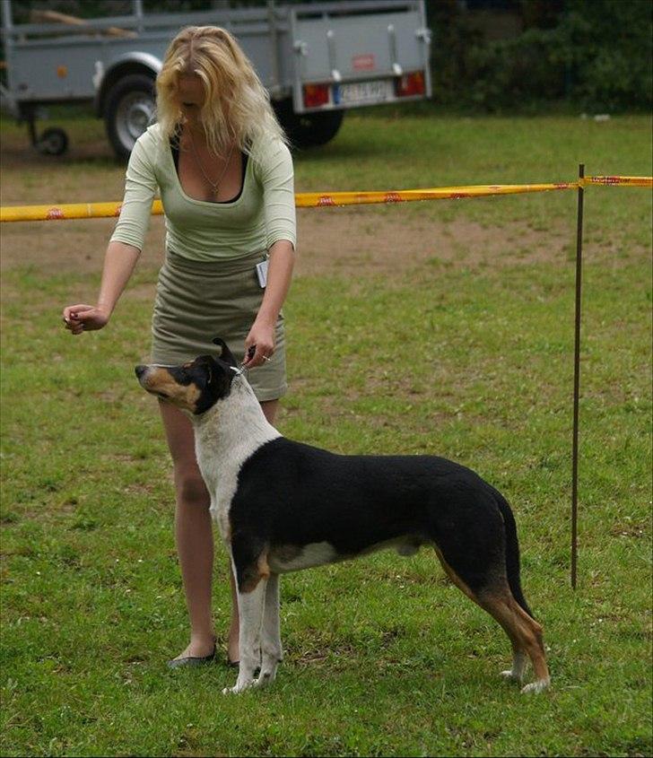 Collie korthåret King billede 3