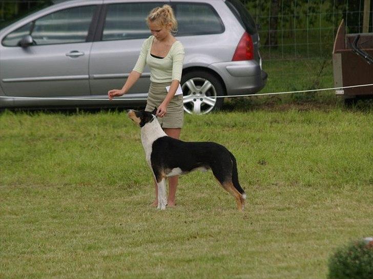 Collie korthåret King billede 4