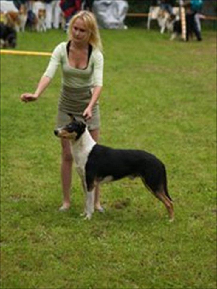 Collie korthåret King billede 5