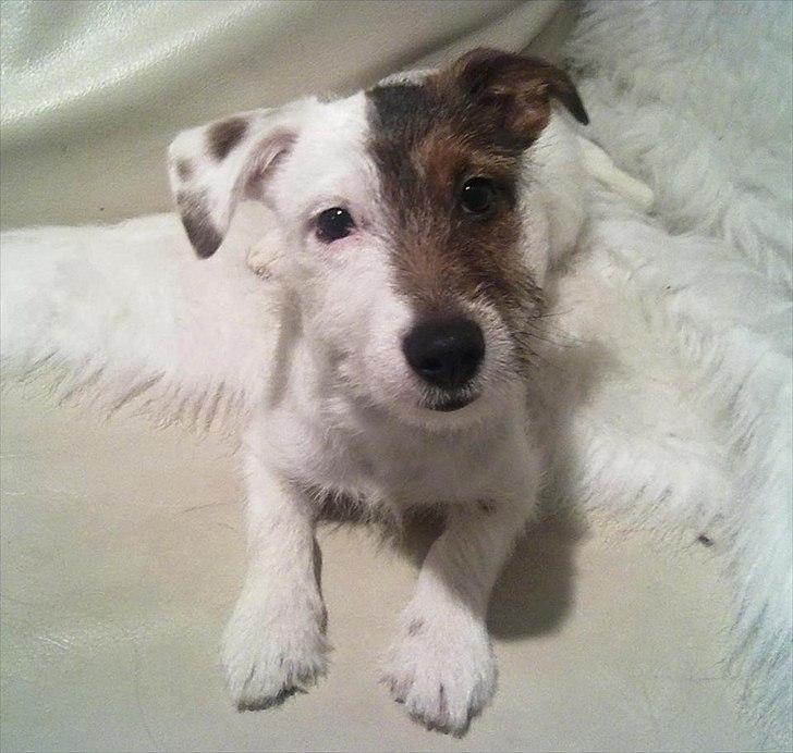 Jack russell terrier Eddie Two Face - Dec 11. 5 mdr billede 20