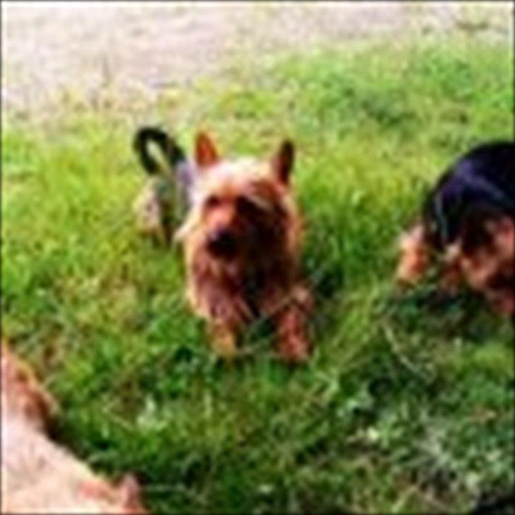 Australsk terrier Paddington - Paddy  og hans søn, Duke billede 1