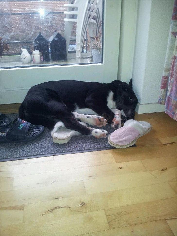 Blanding af racer Sofus - Så er han træt efter en god tur i skoven med sisse og charlie:) billede 10