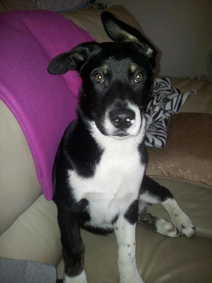 Blanding af racer Sofus billede 11