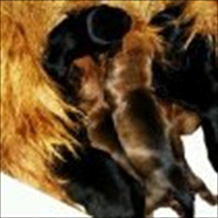 Australsk terrier Paddington - Paddy's 7  hvalpe- født 20/12/11-2 røde hanner 2 blu/tan hanner, 2 rød tæve, 2 blue/ tan tæver billede 2