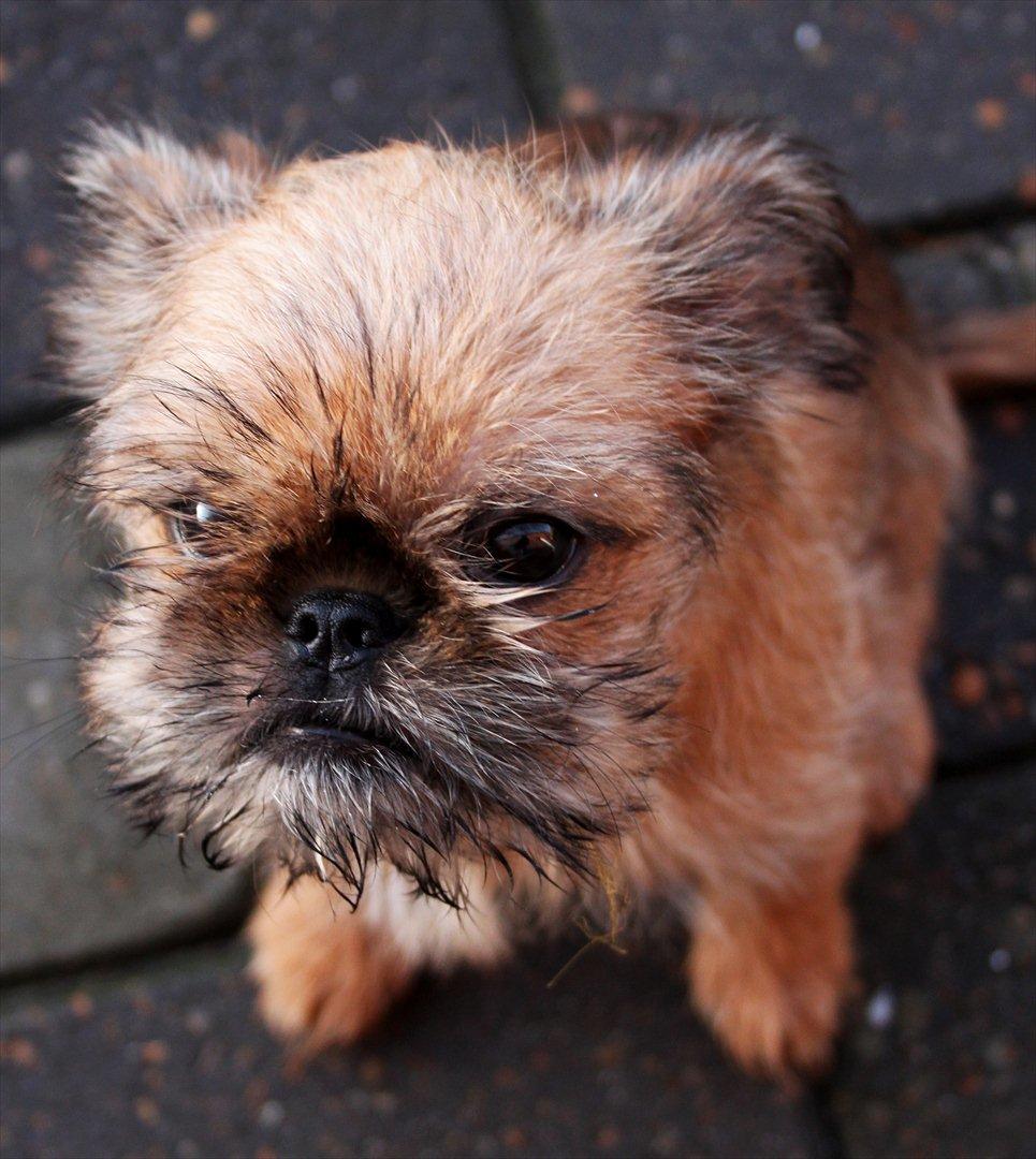 Griffon bruxellois Frida billede 1