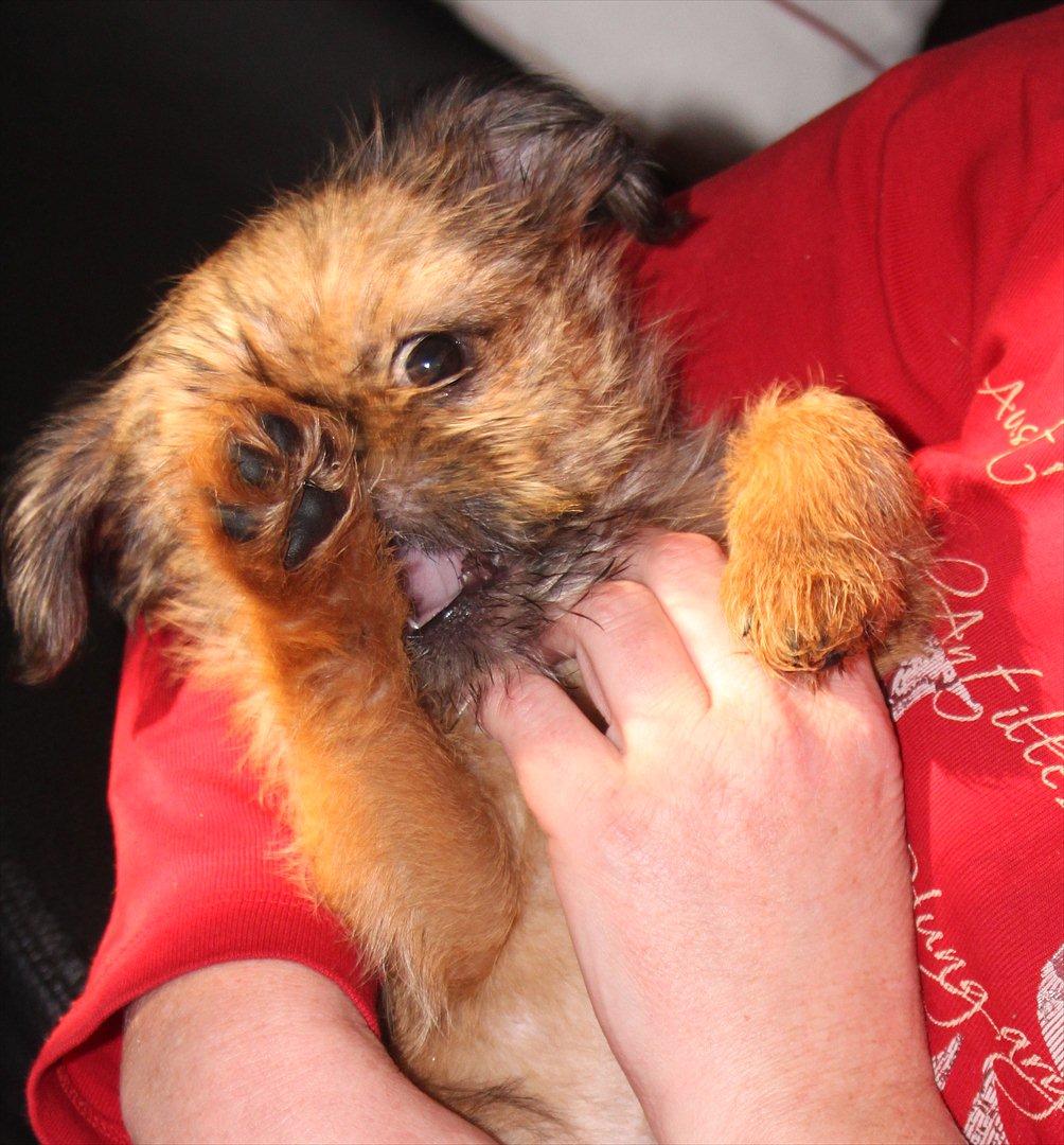 Griffon bruxellois Frida billede 2