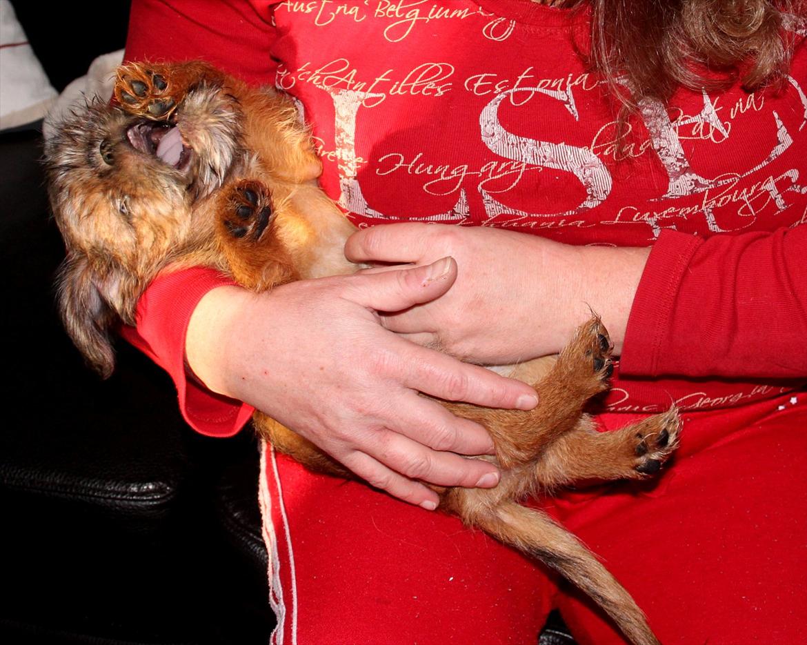 Griffon bruxellois Frida billede 3