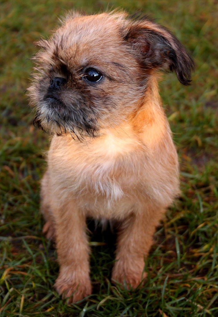 Griffon bruxellois Frida billede 4