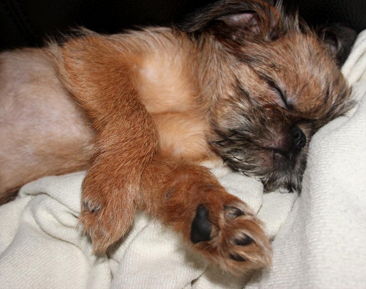 Griffon bruxellois Frida billede 5