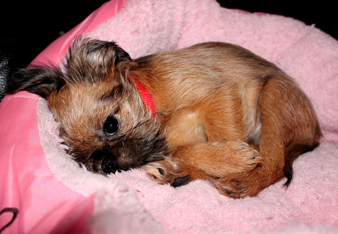 Griffon bruxellois Frida billede 6