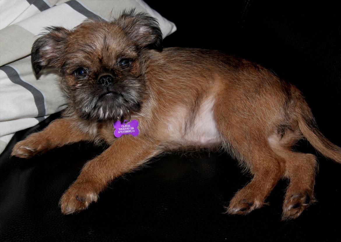 Griffon bruxellois Frida billede 7