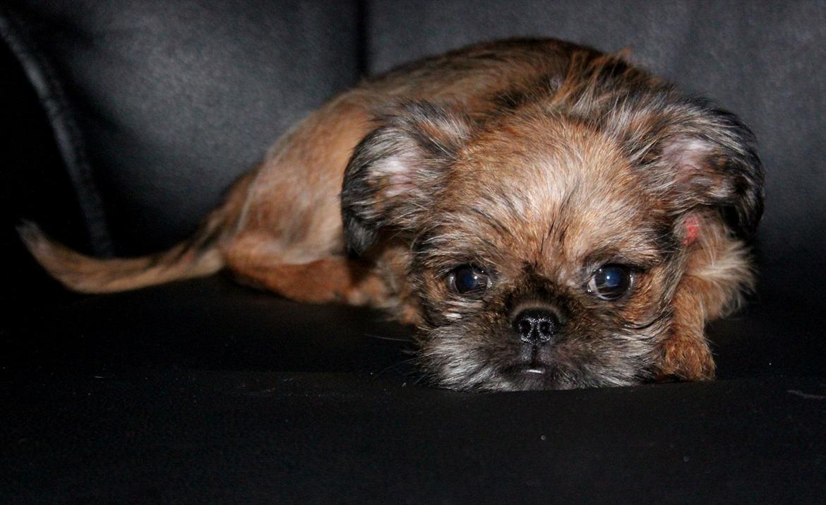 Griffon bruxellois Frida billede 8