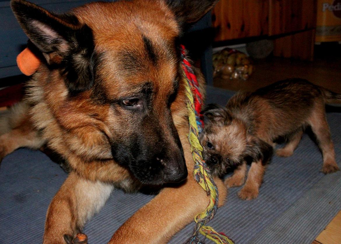 Griffon bruxellois Frida billede 9