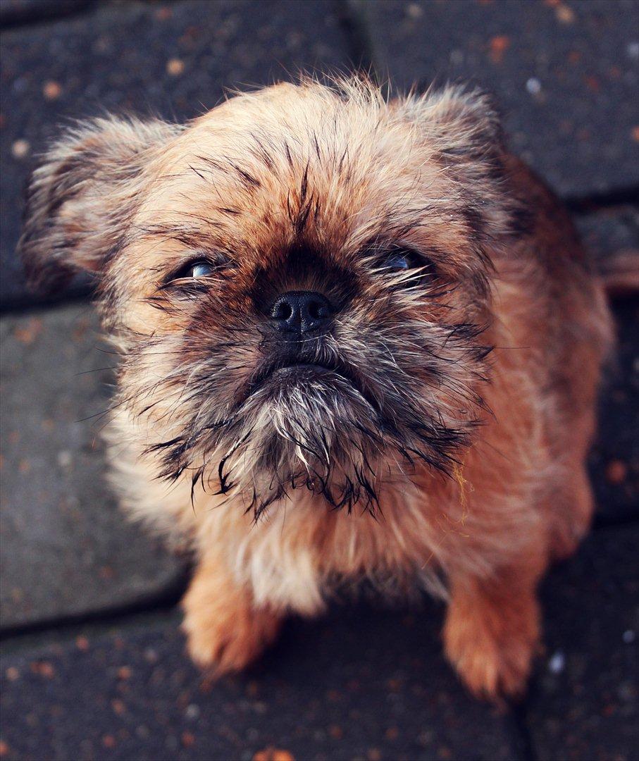 Griffon bruxellois Frida billede 10