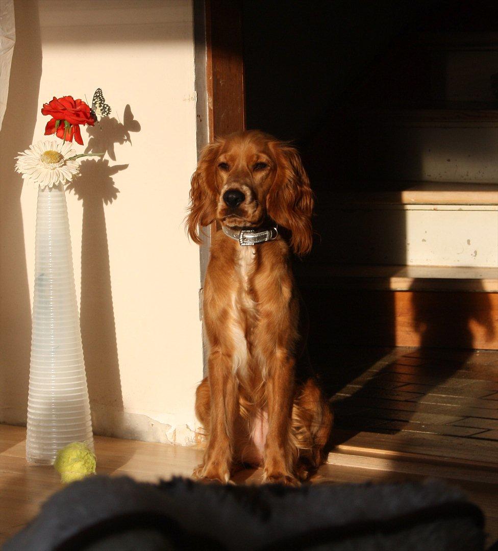 Cocker spaniel Tessa - Tessa 2 ½ år. Stå i stuen i sollyset billede 2