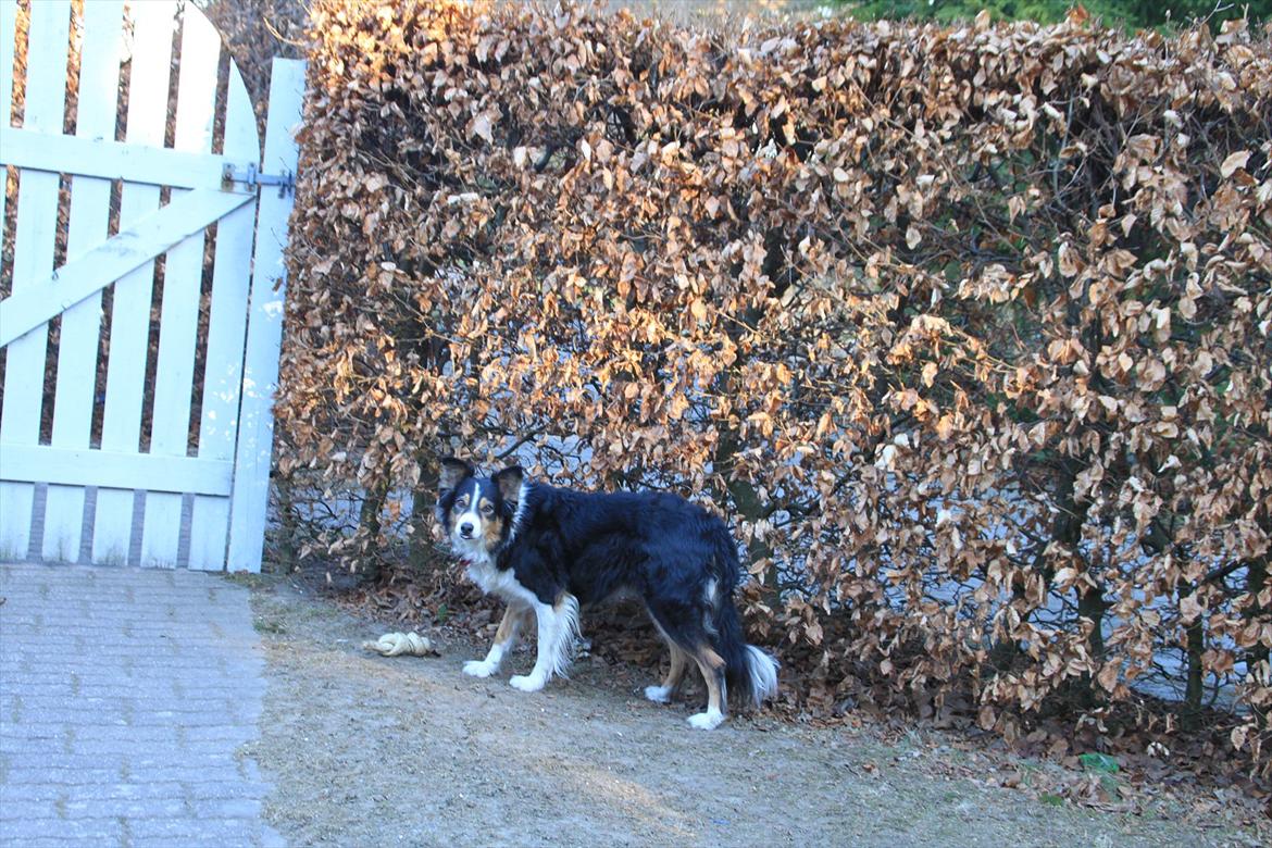 Border collie Jill billede 11