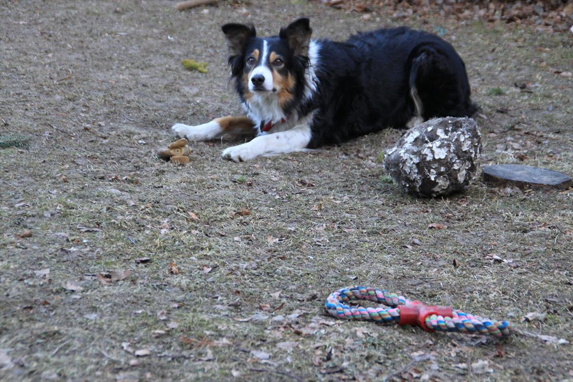 Border collie Jill billede 1
