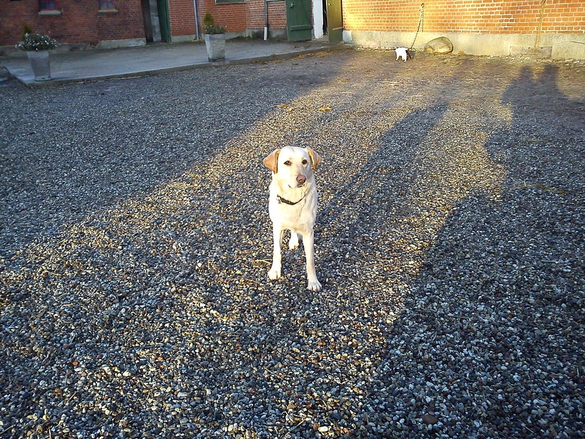 Labrador retriever Smilla - er jeg ikke smuk!!<3:) billede 5