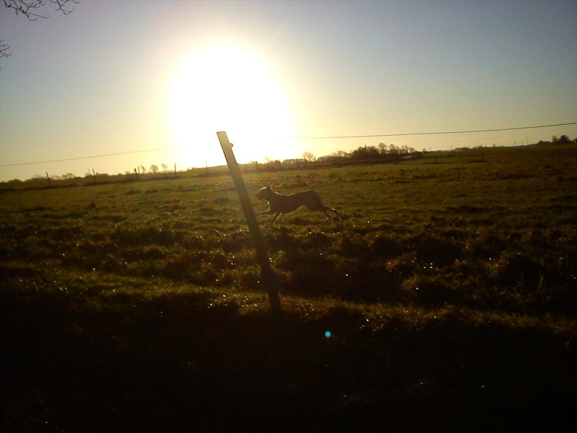 Labrador retriever Smilla - så er jeg ude og køre atv og smilla følger med!!:)) billede 3