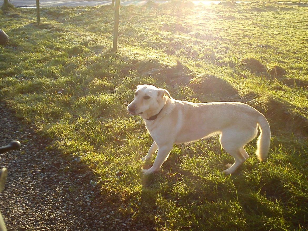 Labrador retriever Smilla - tager lige en slapper det er hårdt og følge med!!<3 billede 15