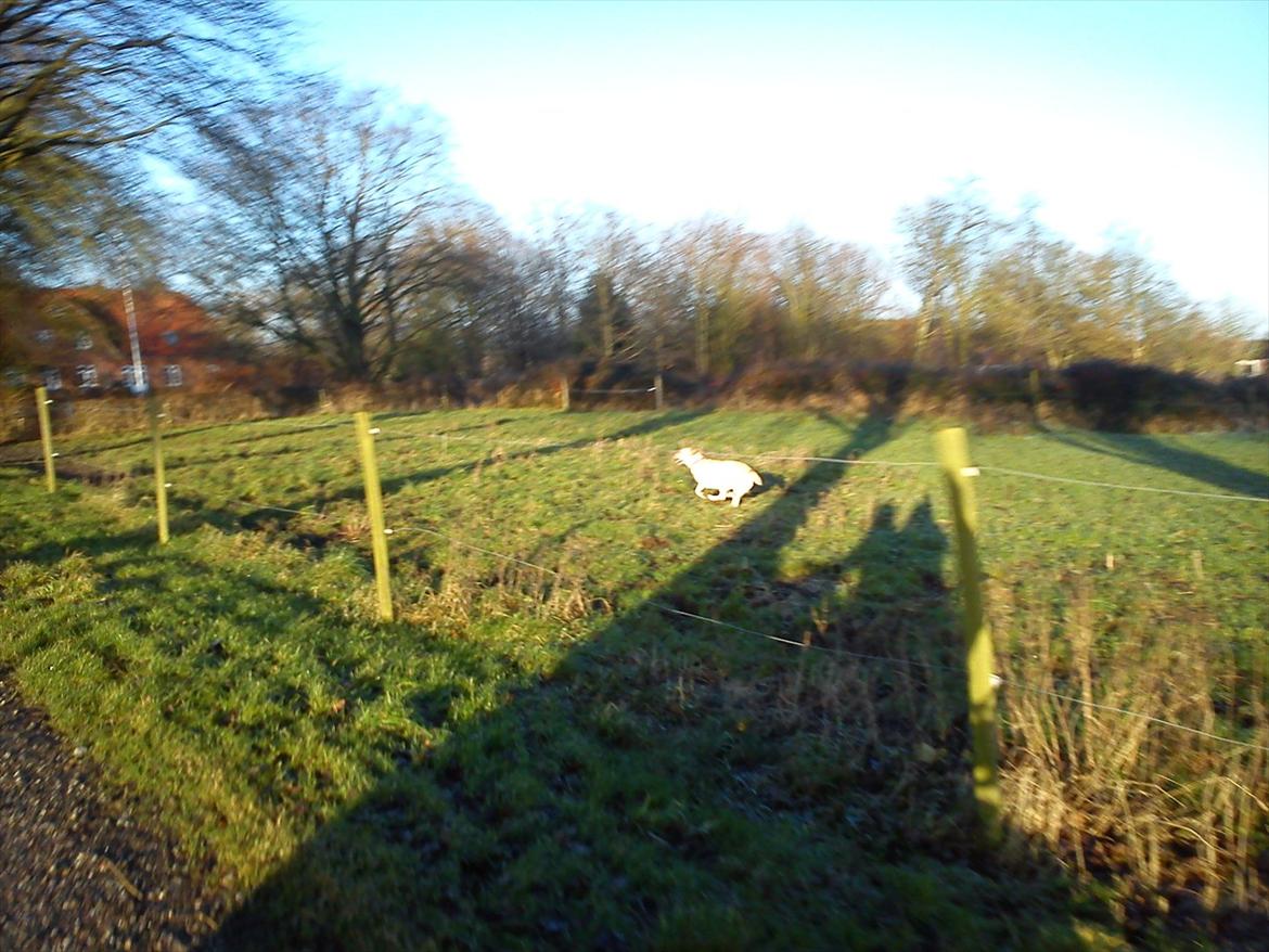 Labrador retriever Smilla - jeg kommer førest jeg er en vinder!!!:):) billede 11