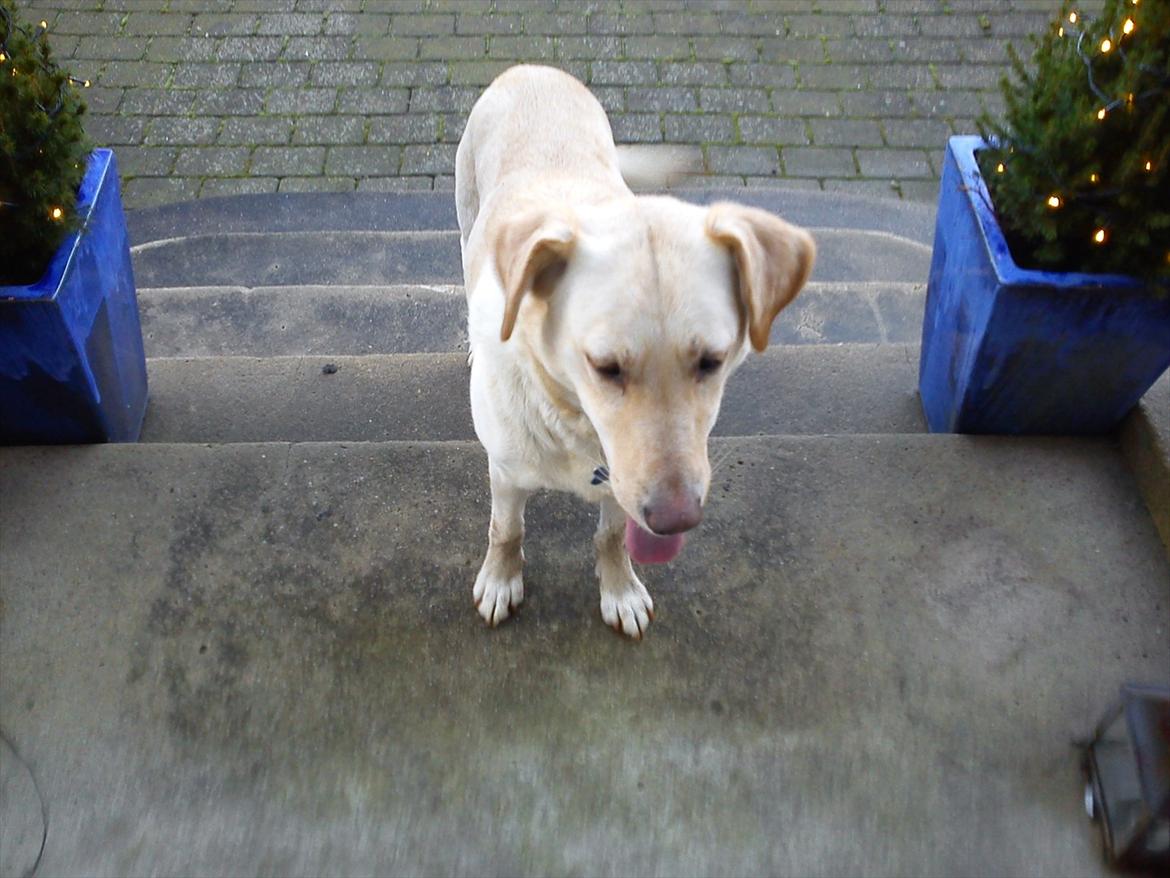 Labrador retriever Smilla - Velkommen til Smailles profil!! <3 :o) billede 1