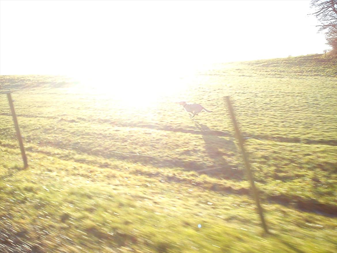 Labrador retriever Smilla - jeg skal hend til solen!!:)) billede 9