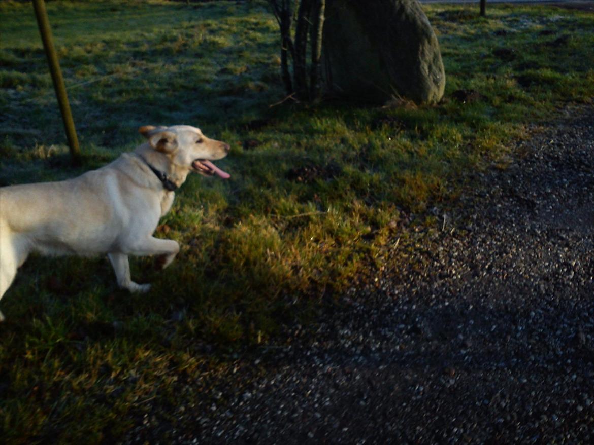 Labrador retriever Smilla - så nu løber jeg ike så hurtig. det er også hårdt!!:)<3 billede 13