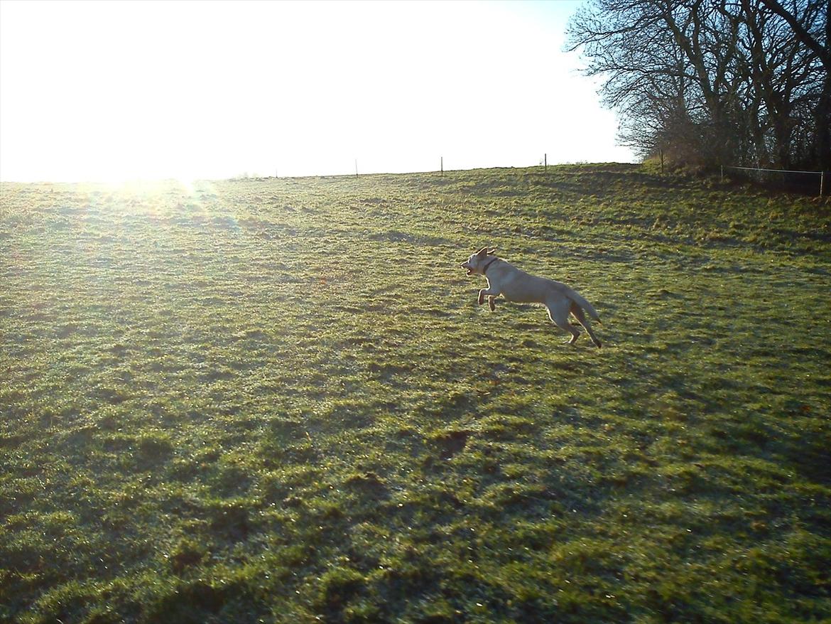 Labrador retriever Smilla - løb smilla løb!!<3<3 billede 17