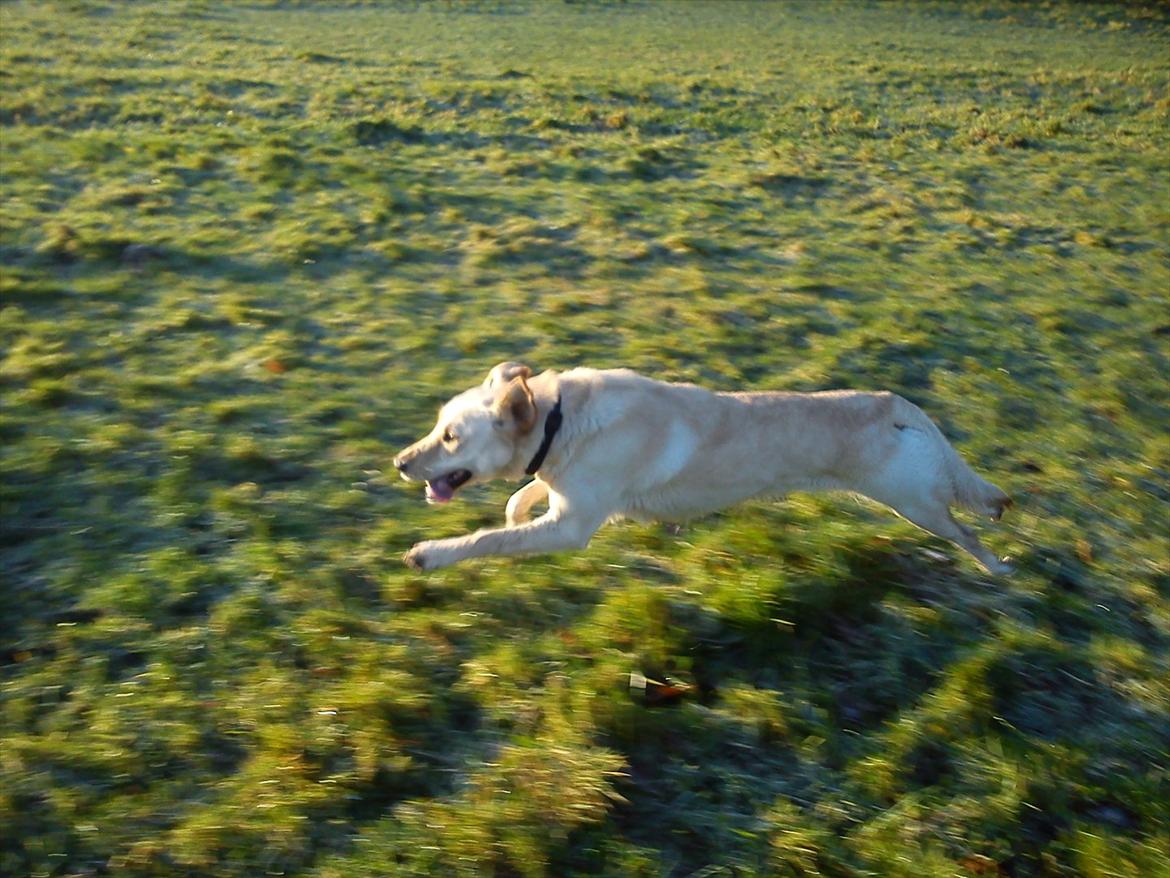 Labrador retriever Smilla - så er der fuld fart på!!:) billede 4