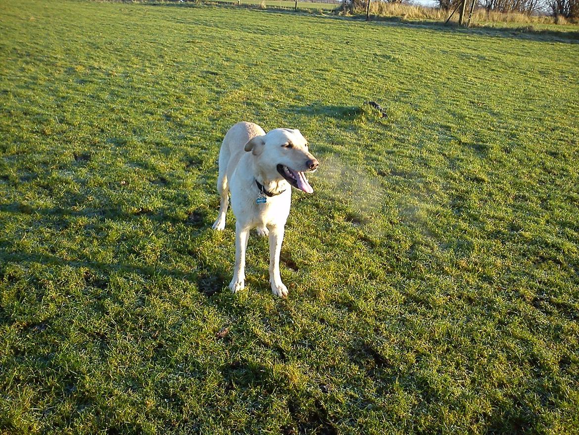 Labrador retriever Smilla - Arrhh det er godt nok hørt!! :D billede 18