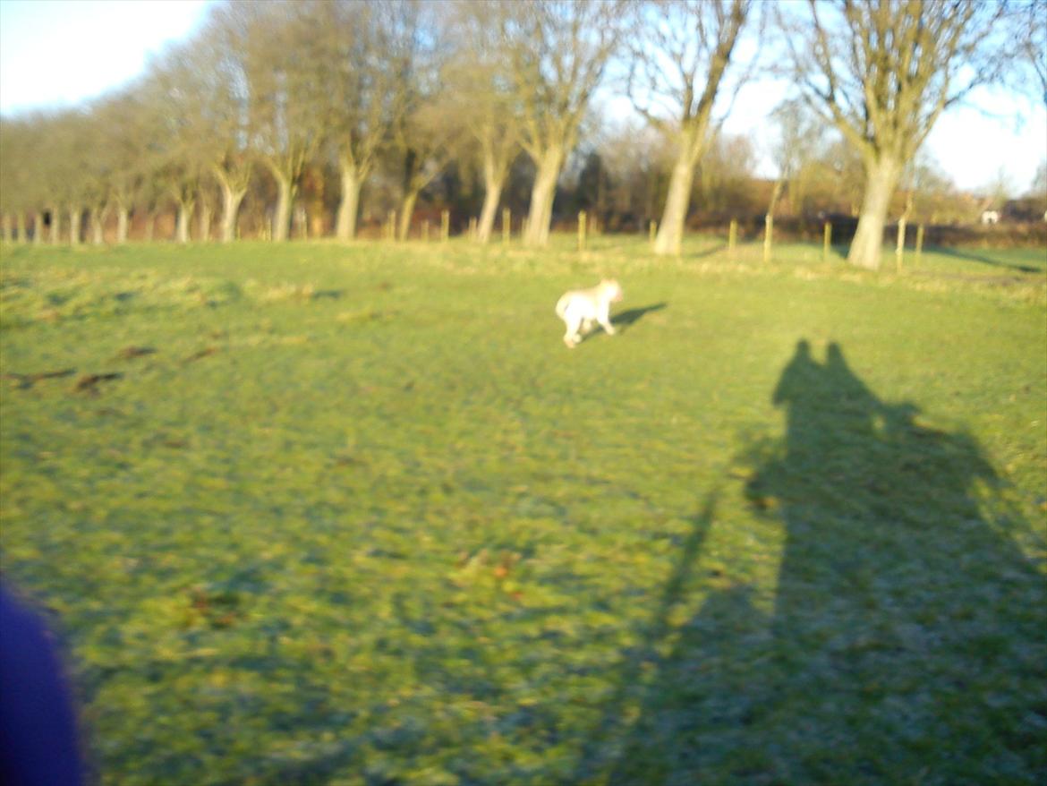 Labrador retriever Smilla billede 19