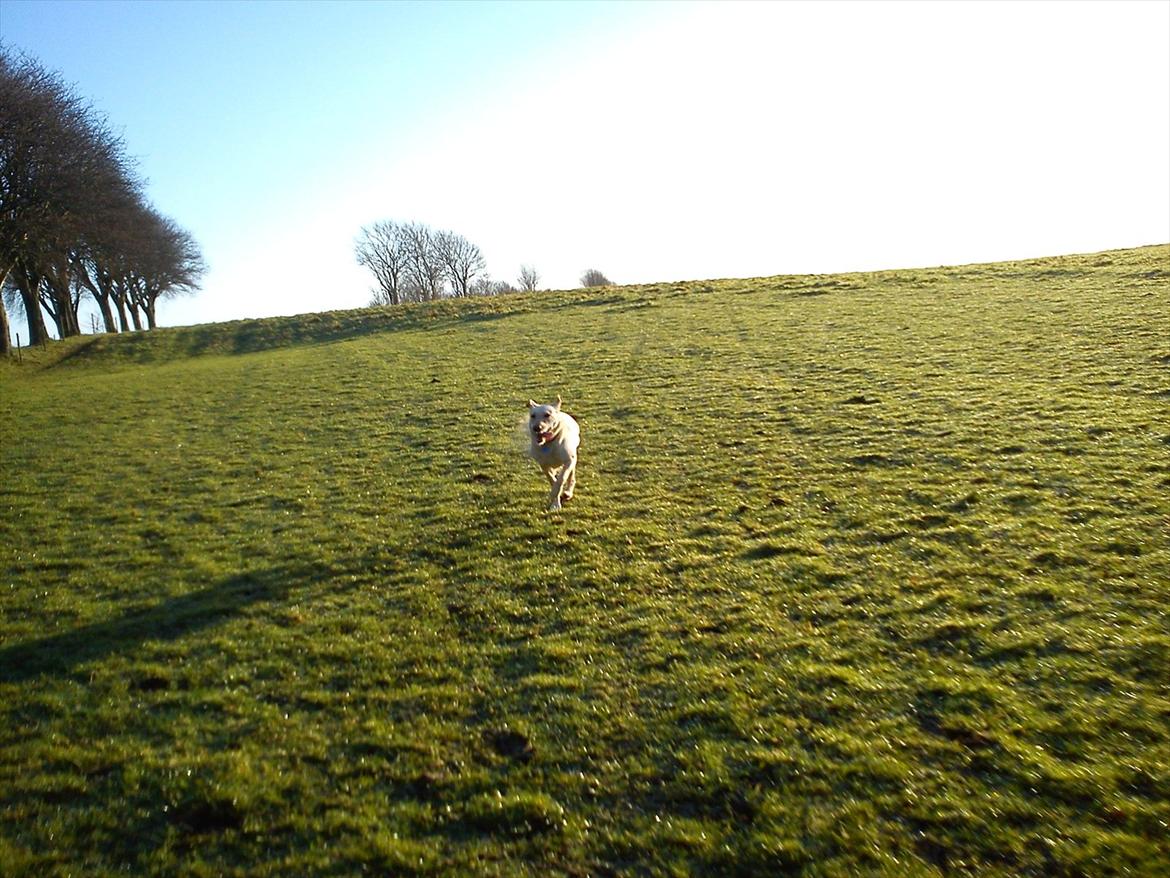 Labrador retriever Smilla - jubii!!<3<3:) billede 12