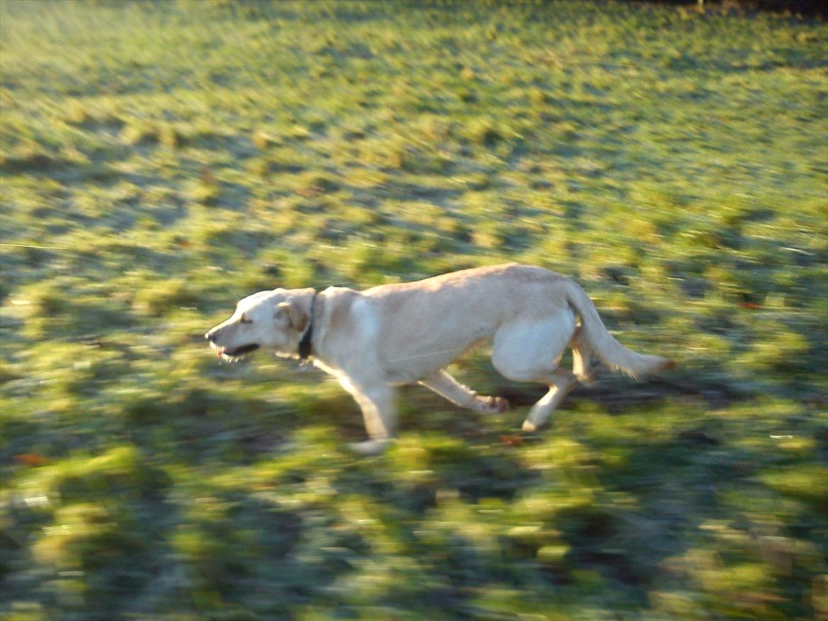 Labrador retriever Smilla billede 14