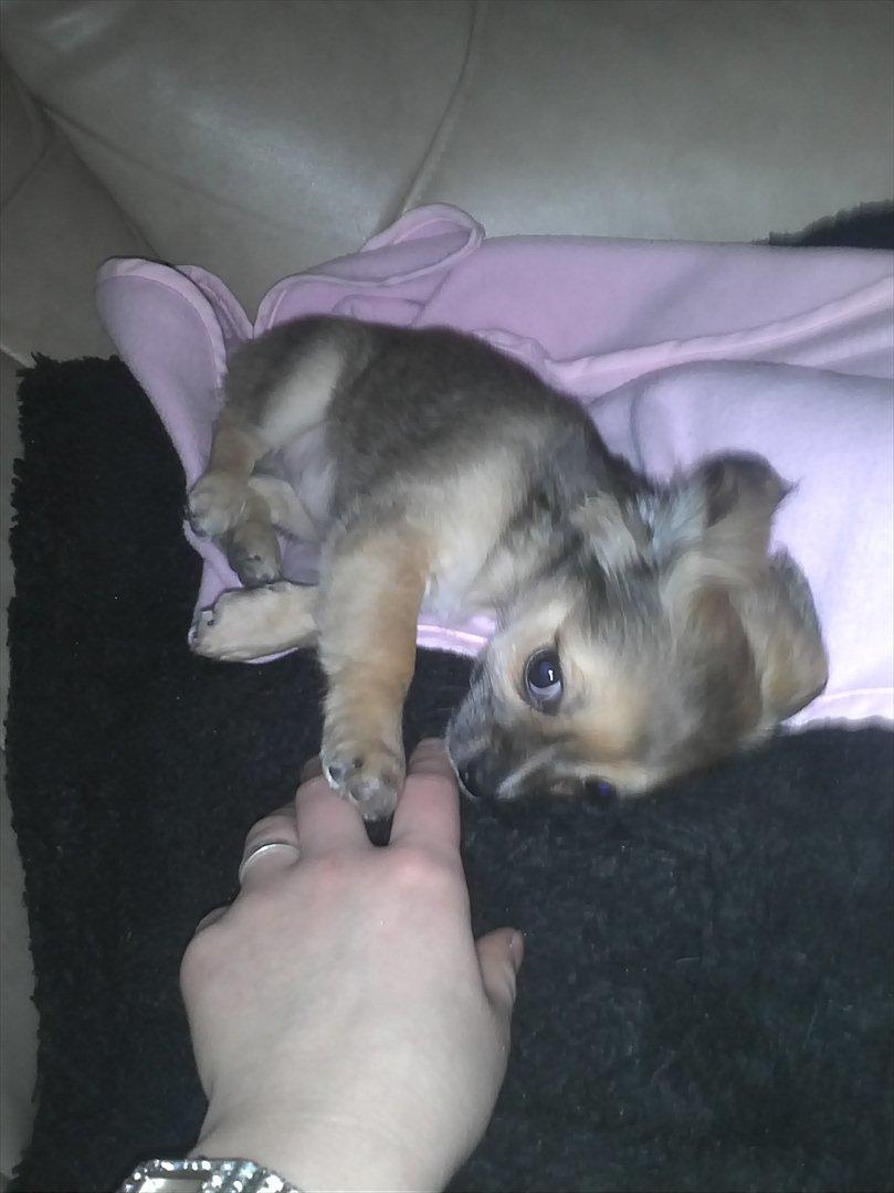 Chihuahua Søde Fie - ii hvor jeg ligger dejligt <3 billede 7