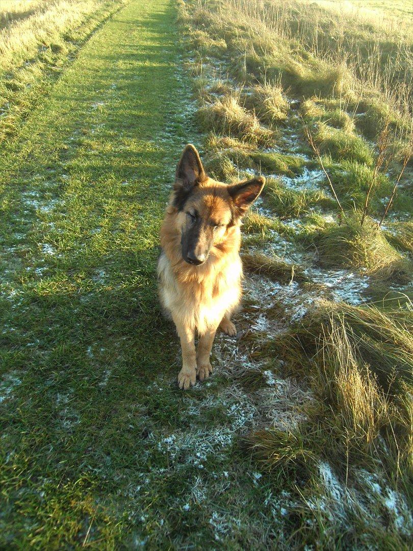 Schæferhund Diesel billede 11
