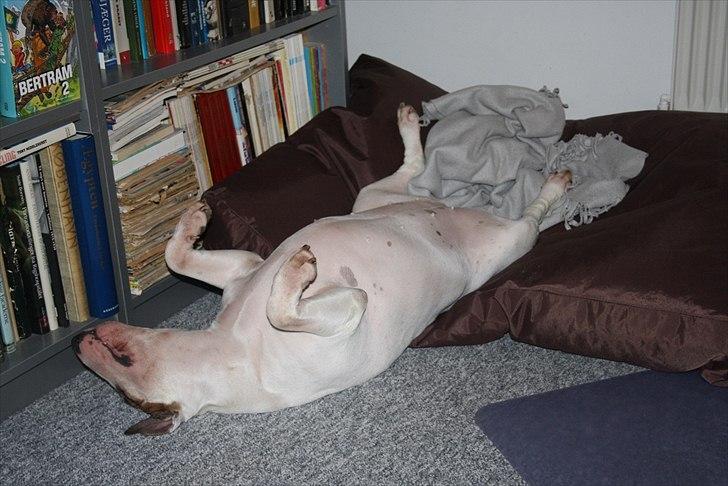 Bullterrier Esther baconsandwich aka moonflower billede 9