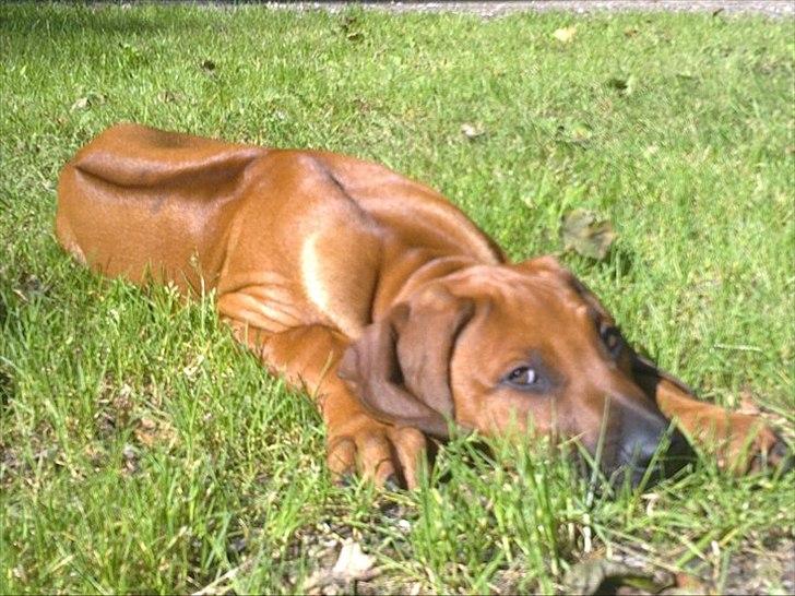 Rhodesian ridgeback Conrad (Bahara Bahara Kirabo) - Conrad nyder solen :) billede 3
