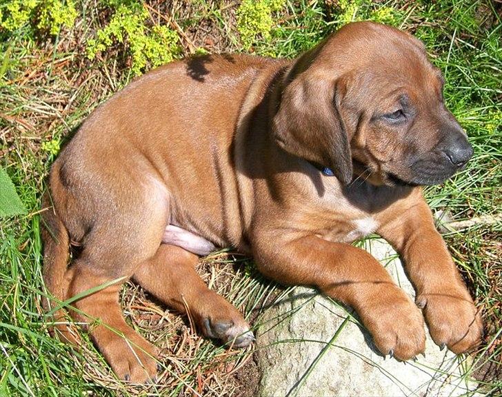 Rhodesian ridgeback Conrad (Bahara Bahara Kirabo) - Som lille pjok ..  billede 4