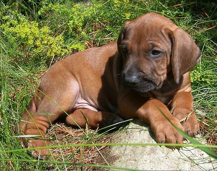 Rhodesian ridgeback Conrad (Bahara Bahara Kirabo) billede 5