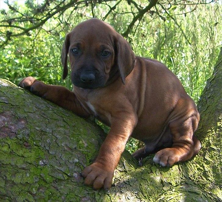 Rhodesian ridgeback Conrad (Bahara Bahara Kirabo) billede 6