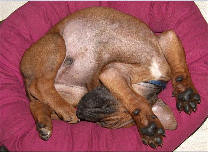 Rhodesian ridgeback Conrad (Bahara Bahara Kirabo) - Dejligt at sove ! billede 1