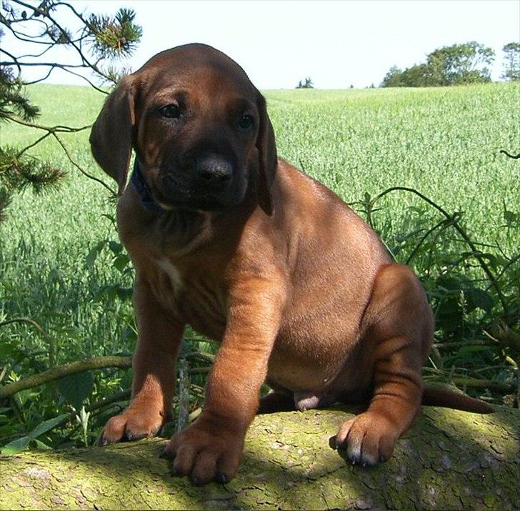 Rhodesian ridgeback Conrad (Bahara Bahara Kirabo) billede 8